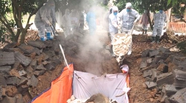 Quảng Nam: Huyện Duy Xuyên phát hiện 2 ổ dịch tả lợn châu Phi