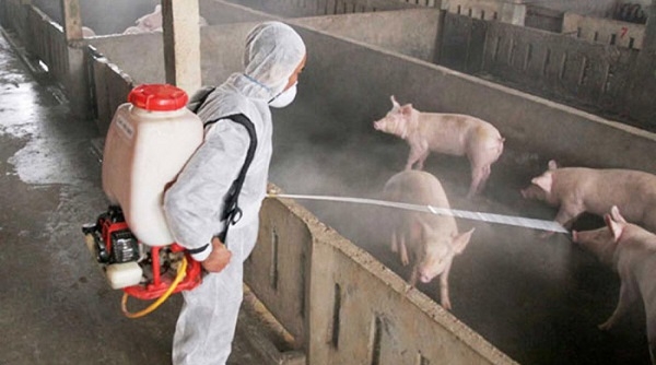 Hà Nội: Tiêu hủy 140.738 con lợn nhiễm dịch tả lợn châu Phi