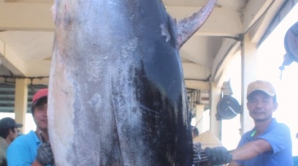 Phú Yên: Ngư dân câu được cá ngừ "khủng" vây xanh nặng 367 kg