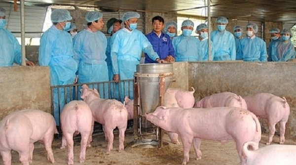 Ban Bí thư ra chỉ thị phòng, chống dịch tả lợn châu Phi