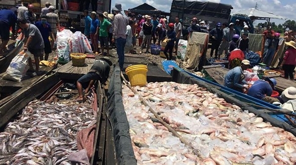 Cá chết trên sông La Ngà đã tăng lên gần 1.000 tấn