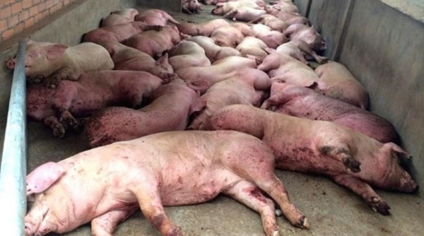 Quan Hóa (Thanh Hóa): Xuất hiện ổ dịch tả lợn châu Phi