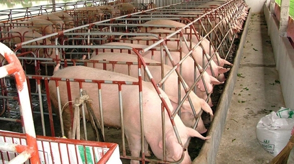 Bắc Ninh: Vệ sinh môi trường, tiêu diệt mầm bệnh dịch tả lợn châu Phi