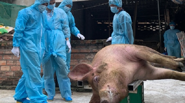 Hà Nội: Hỗ trợ thiệt hại lợn bị bệnh, lợn chết do dịch tả lợn châu Phi