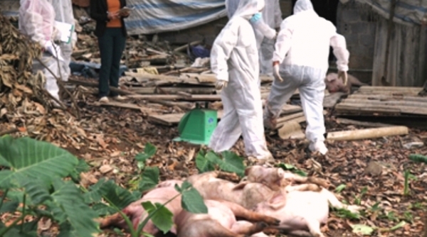 Quảng Nam:Khẩn trương đối phó với dịch tả lợn Châu Phi đang lây lan trên diện rộng