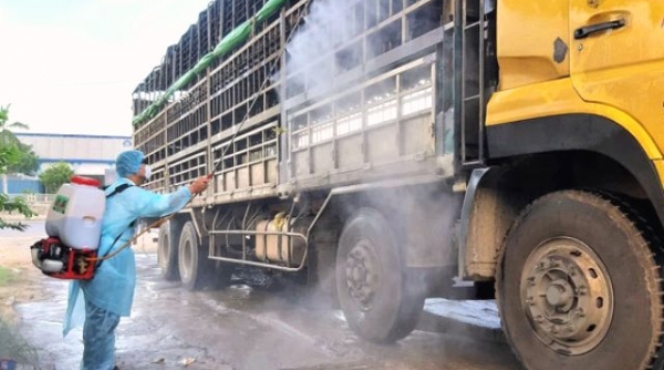 Quảng Nam: Phát hiện xe tải chở đàn heo nhiễm dịch tả lợn Châu Phi