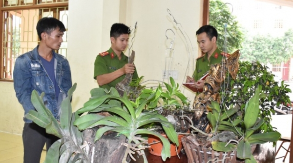 Ninh Bình: Bắt đối tượng chuyên trộm cắp cây cảnh Bonsai