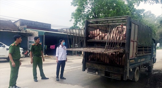Thanh Hóa: Bắt xe tải chở hơn 2 tấn lợn không chứng nhận kiểm dịch