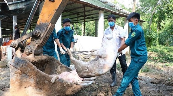Bình Dương: Phát hiện thêm 5 ổ dịch tả lợn châu Phi