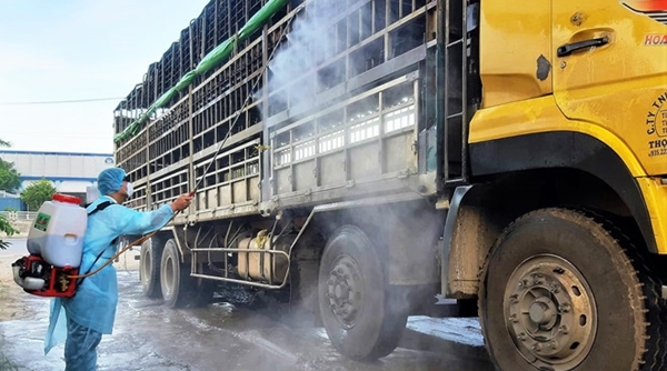 Quảng Nam: Bắt giữ xe tải chở lợn nhiễm dịch tả châu Phi trên đường đi tiêu thụ
