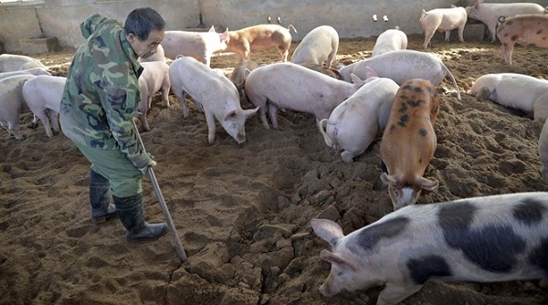 Hà Nội: Tiếp tục quyết liệt triển khai công tác phòng, chống bệnh dịch tả lợn châu Phi