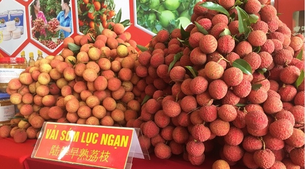 Hơn 500 doanh nghiệp tham dự diễn đàn kết nối tiêu thụ sản phẩm nông sản tỉnh Bắc Giang năm 2019