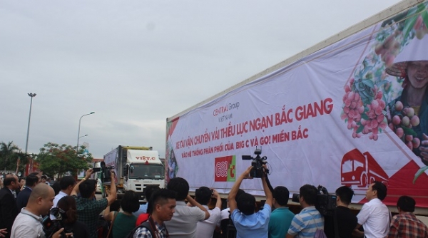 Central Group Việt Nam sẽ tiêu thụ khoảng 350 tấn vải thiều Lục Ngạn - Bắc Giang