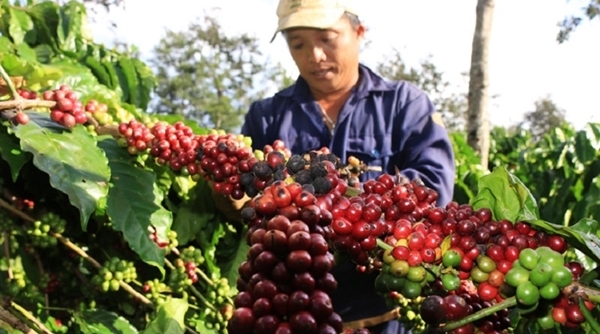 Giá nông sản ngày 30/5: Cà phê tăng gần 1.000 đồng/kg, tiêu đi ngang