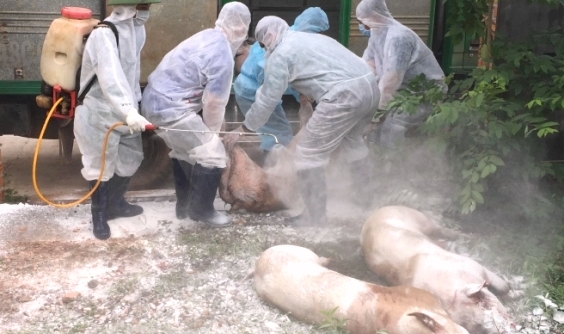 Đắk Lắk: Tiêu hủy đàn lợn bị nhiễm virus dịch tả lợn châu Phi