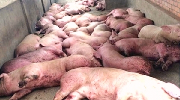 Kon Tum: Xuất hiện ổ dịch tả lợn châu Phi đầu tiên