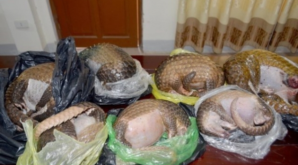 Nghệ An: Bắt giữ 2 đối tượng buôn bán 7 cá thể tê tê xuyên tỉnh