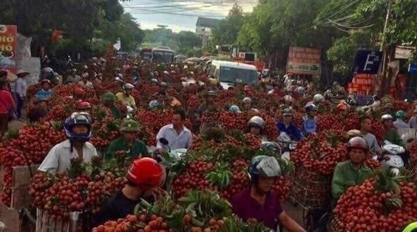 Sắp diễn ra ‘Tuần lễ Vải thiều huyện Lục Ngạn - tỉnh Bắc Giang’ tại Hà Nội
