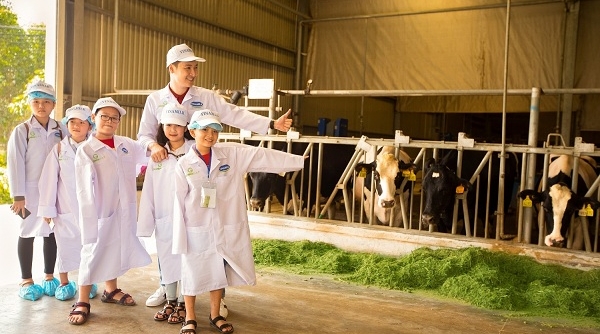 Tận mắt thấy những cô bò ở ‘Resort' góp công tạo nên ly sữa học đường