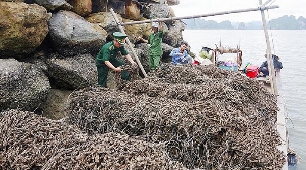 Quảng Ninh: Bắt giữ 30.000 dây hàu giống nhập lậu