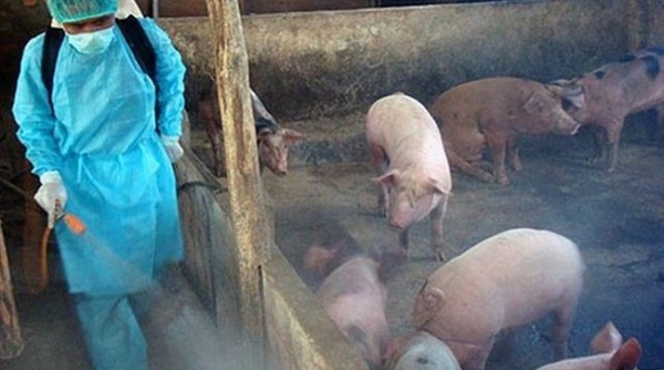Tái đàn lợn trong thời gian xảy ra dịch bệnh không khai báo sẽ bị xử lý vi phạm