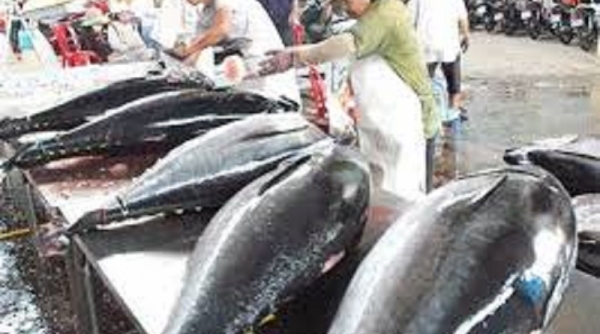 Thực trạng cá ngừ Việt Nam tại thị trường Hàn Quốc