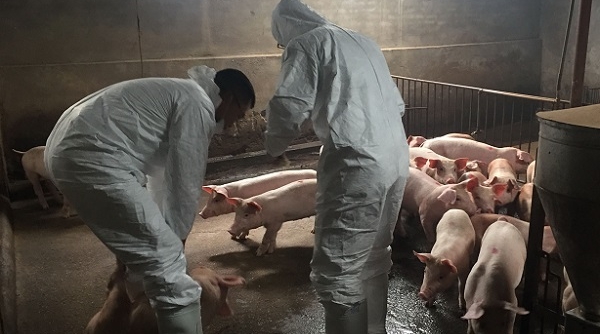 Hà Nội: Khống chế thành công 7 ổ dịch tả lợn châu Phi