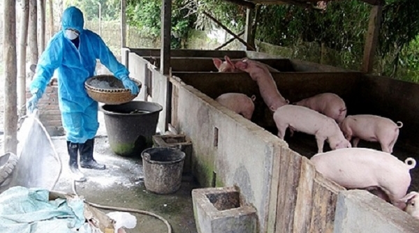 Hà Nội: Tiếp tục tăng cường các biện pháp phòng chống bệnh dịch tả lợn châu Phi