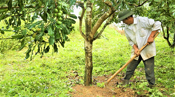 Công ty Macca Nutrition Việt Nam giúp nông dân phát triển kinh tế