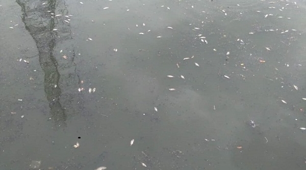 Hà Nội: Cá chết hàng loạt tại khu vực hồ điều hòa công viên Yên Sở