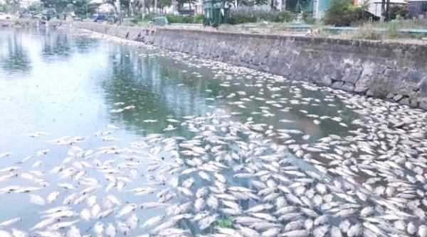 Đà Nẵng: Vì sao hàng tấn cá chết trắng 2 hồ điều hòa Thạc Gián - Vĩnh Trung?