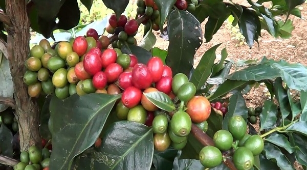 Phát triển và nâng cao chất lượng cà phê tại Quảng Trị