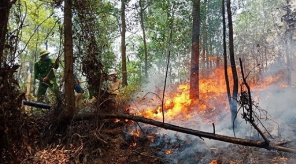 Hà Tĩnh: Núi Nầm bị hỏa hoạn, hàng trăm người tham gia ứng cứu