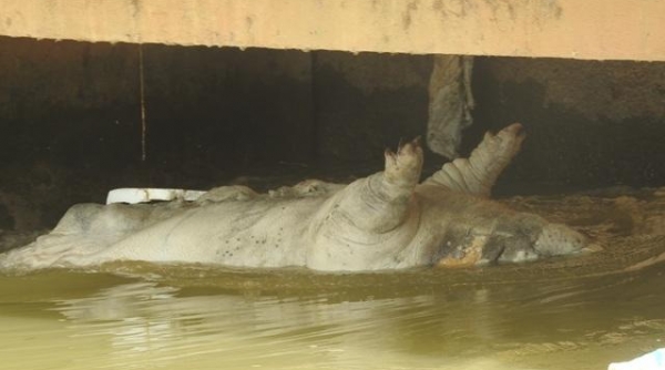 Nghệ An: Xác lợn nổi lềnh bềnh trên sông Đào giữa tâm dịch tả châu Phi