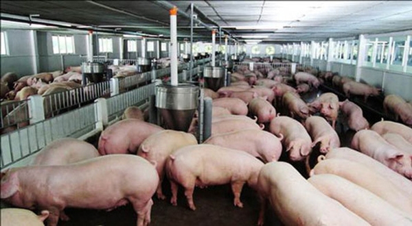 Giá lợn hơi gần chạm mốc 70.000 đồng/kg