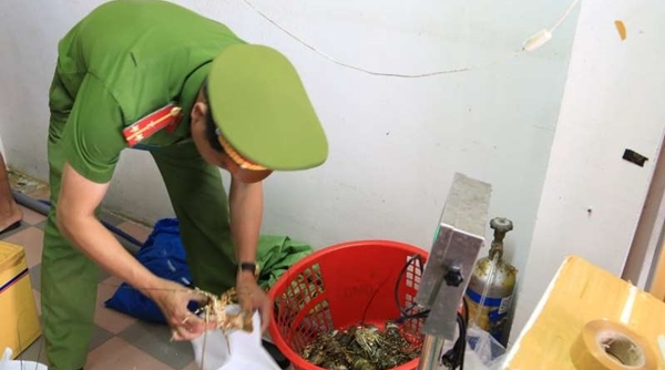 Đà Nẵng: Phát hiện cửa hàng bán tôm hùm bơm tạp chất Agar
