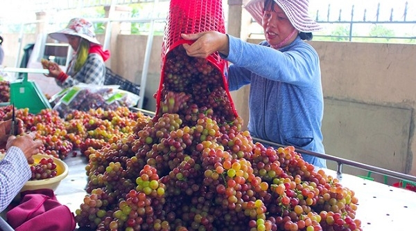 Ninh Thuận: Công nhận 10 sản phẩm công nghiệp nông thôn tiêu biểu cấp tỉnh