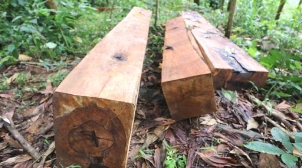 Quảng Nam: Hàng chục cây gỗ lớn rừng phòng hộ Sông Tranh bị 'xẻ thịt' không thương tiếc