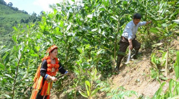 Thanh Hóa hỗ trợ gạo cho đồng bào dân tộc thiểu số bảo vệ rừng
