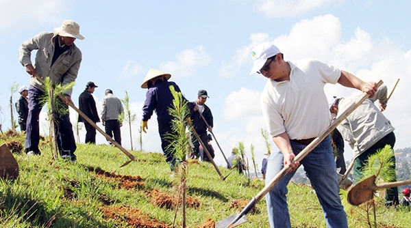 Huyện Ia Pa (Gia Lai): Trồng 130.000 cây xanh thì chết đến hơn một nửa
