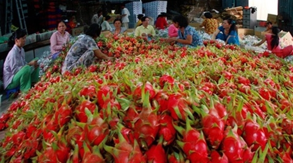 Việt Nam thu về 3,5 tỷ USD từ xuất khẩu rau quả