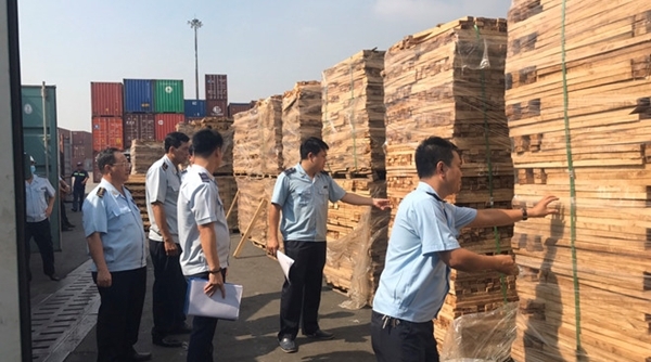 Phát hiện 25 container gỗ xẻ đội lốt gỗ cao su để trốn thuế