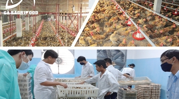 Sagrifood: Chuyên cung cấp gà con 1 ngày tuổi – giống Lương Phượng