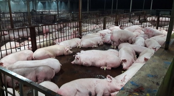 Các 'ông lớn' ngành chăn nuôi bắt đầu giảm giá thịt lợn hơi