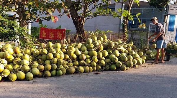 Thị trường tiêu thụ chậm, giá dừa Xiêm giảm 30%