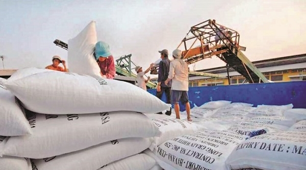 Nhiều DN "bùng" bán gạo cho Tổng cục Dự trữ nhưng lại đăng ký xuất khẩu với số lượng rất lớn