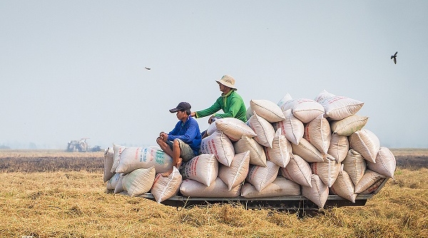 Cần Thơ “xin” tạm ứng quota xuất khẩu gạo tháng 5 với 200.000 tấn