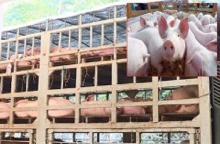 Gần 350 con lợn không rõ nguồn gốc suýt được đưa vào lò mổ