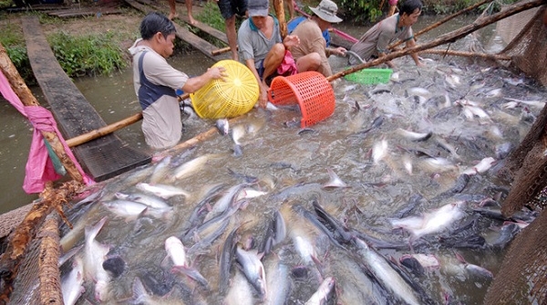Thuế chống bán phá giá cá tra Việt Nam vào Mỹ giảm mạnh