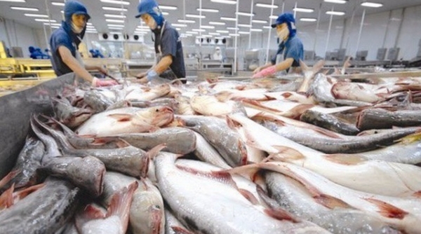 Giá trị xuất khẩu cá tra sang ASEAN giảm mạnh